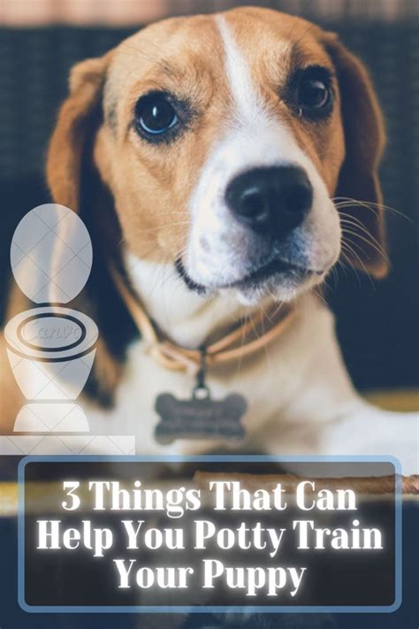 The Ultimate Guide To Train Your Puppy Artofit