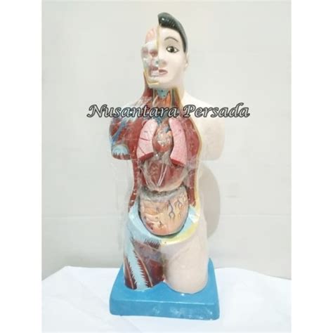 Jual Alat Peraga Torso Anatomi Manusia Tubuh Laki Laki Mini Cm