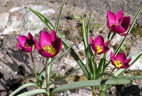 Тюльпан карликовый: описание вида, посадка, уход и размножение