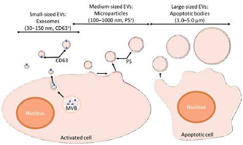 Biogenesis Of Evs Exosomes Are Produced Following The Fusion Of