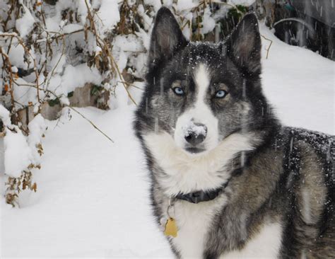 Are Siberian Huskies Agg