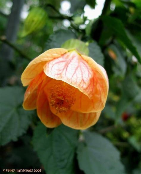 Plantfiles Pictures Abutilon Cultivar Flowering Maple Apricot Glow