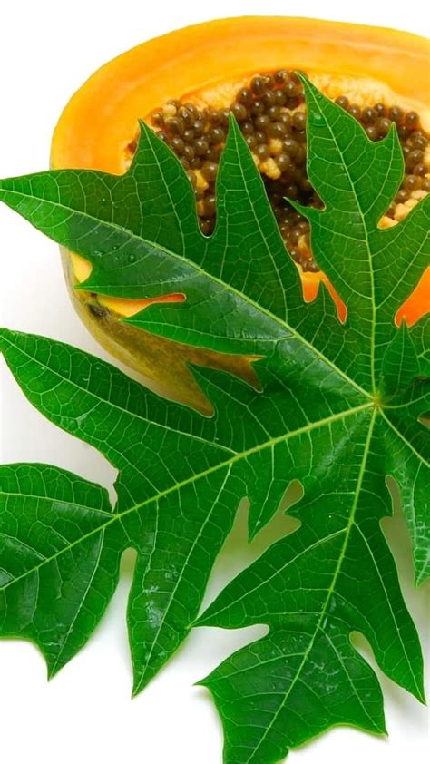 Health Benefits Of Papaya Leaves