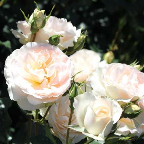 Саженец Роза Сан-Суси (Rosa Sans Souci) купить в Москве по низкой цене ...