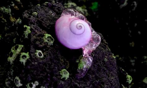 Descobrir Imagem Caracol Violeta Br Thptnganamst Edu Vn