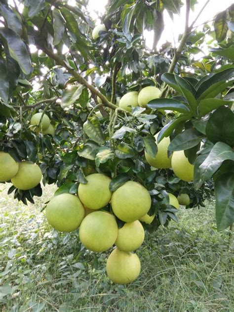 容县正林沙田柚种植场 每日头条