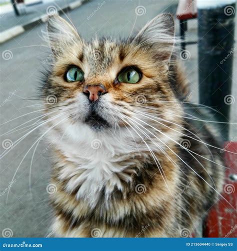 A Awesome Cat Stock Photo Image Of Kitten Wildlife 213604440