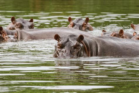 Invasive 'Cocaine Hippos' Are Being Sterilized in Colombia | Scientific ...