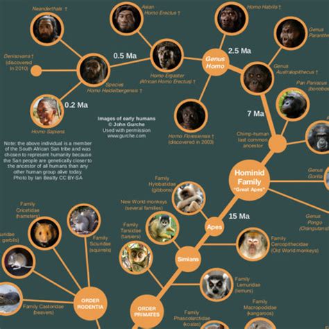 evolution  life poster cool infographics
