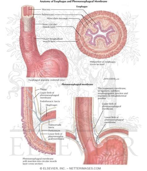 Esophageal Hiatus Anatomy