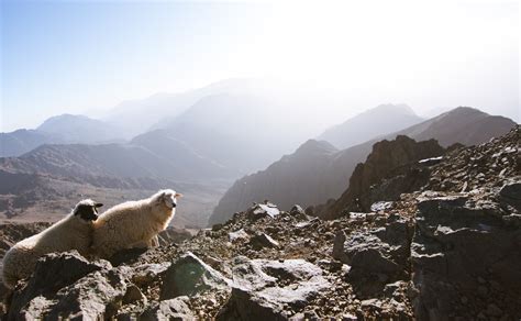 Diego Corrales Net Worth And Media Narrative Insights