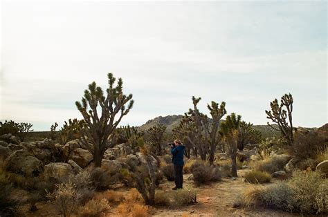 Backcountry Camping in Mojave National Preserve — Wandering Always