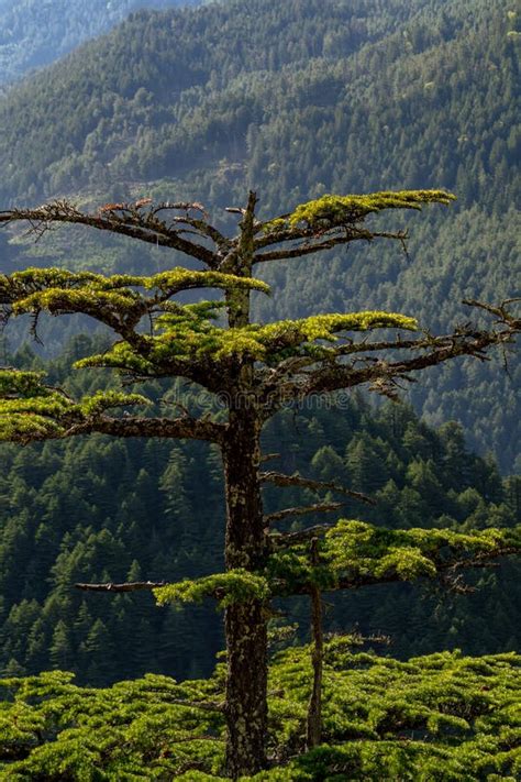lone deodar tree cedrus deodara standing tall   hilltop  harsil