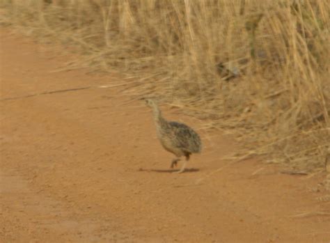 spotted nothura nothura maculosa picture bird