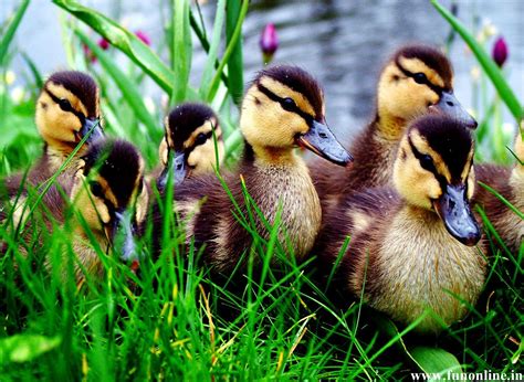 Baby Duck Wallpapers Top Hình Ảnh Đẹp