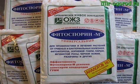 Варианты развода фитоспорина, примеры обработки комнатного растения