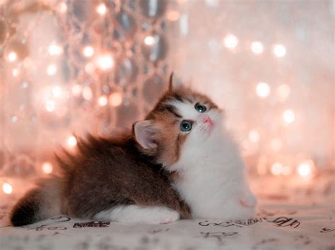 Cat Hd Baby Animal Kitten Hd Wallpaper Rare Gallery