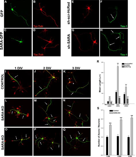 Sara Suppression Enhances Axon Elongation And Induces Formation Of