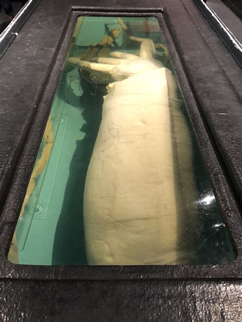 Моллюск Молли: где находится и что посмотреть рядом