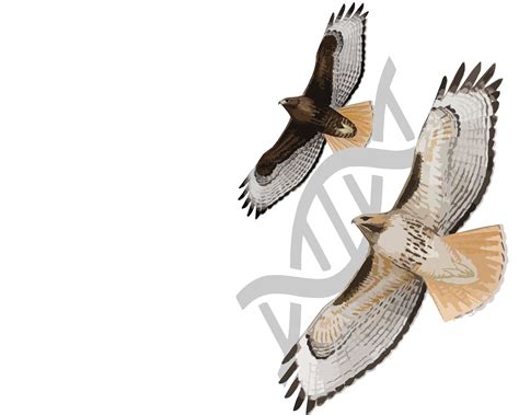 Research – Red-tailed Hawk Project