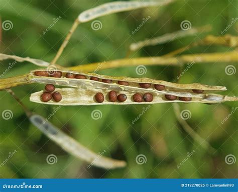 Green Mustard Pods Dry Or Black Mustard Seed Stock Image Image Of