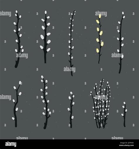 Collection Of Hand Drawn Pussy Willow Branches Isolated On Blackboard Background Stock Vector