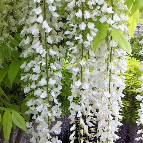 Wisteria Floribunda Longissima Alba Shiro Noda Rare White Japanese