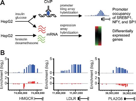 Figure 1 From Genome Wide Occupancy Of SREBP1 And Its Partners NFY And