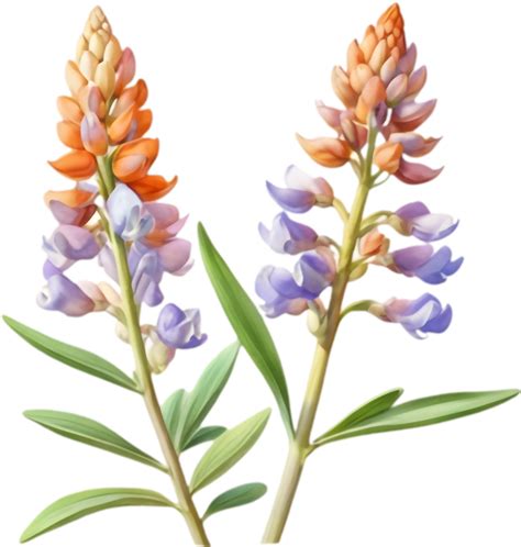 Charming Lupine Flower Illustrations For Home Crafts 49956322 Png