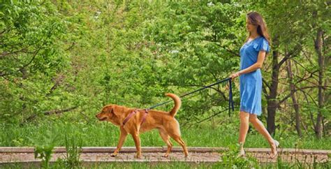 Le 5 Regole Da Rispettare Quando Porti Il Cane A Spasso Deabyday