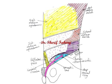 Nerves Of Anterior Abdominal Wall Anatomy Of The Abdomen