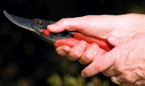 Anvil Vs Bypass Pruners Which Is Better For Gardening Gardenprofy