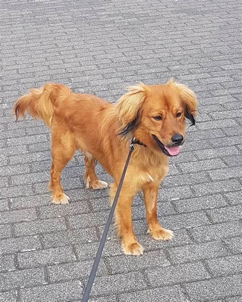 Irish Setter Mixes: 9 Unique Crossbreeds to Brighten Your Day!