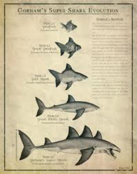 Evolutionry tree - EVOLUTION OF SHARKS