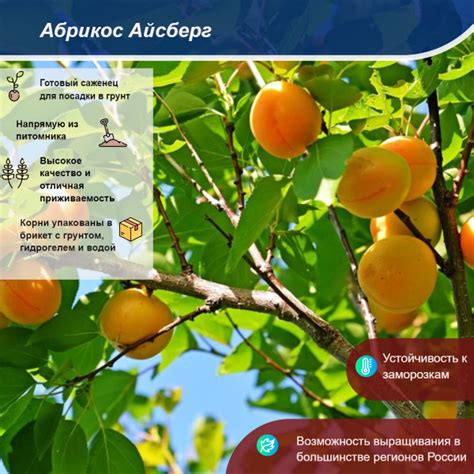 Абрикос Айсберг (ранний) - купить с доставкой по выгодным ценам в ...