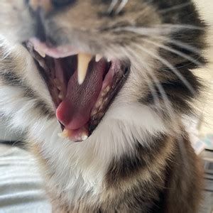 Screamo Post Hardcore Playlist By Laila Spotify