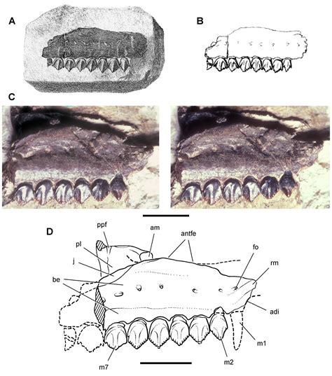 Echinodon Becklesii Beschreibung Dinodatade