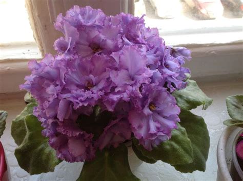 Фиалка Голубой Дракон - Красивый цветок для вашего дома