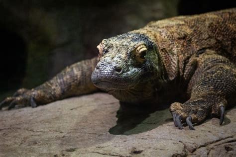 What is a komodo dragon? | Life Cycle Facts & Resources | Twinkl