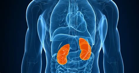 Common Kidney Diseases: Types, Causes, and Treatment - Wellnessbeam