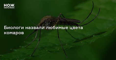 Биологи назвали любимые цвета комаров — Нож
