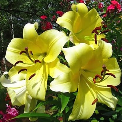 Купить луковицы лилий в Минске с доставкой почтой по Беларуси