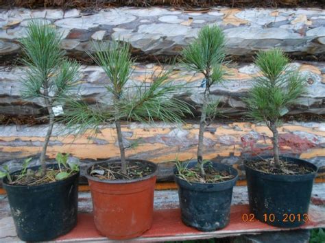 Как пересадить сосну: из леса на участок, весной и летом, осенью, когда ...