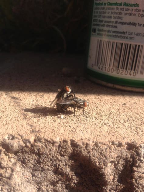 Kinky Flies Having Sex Right Next To A Can Of Raid Imgur