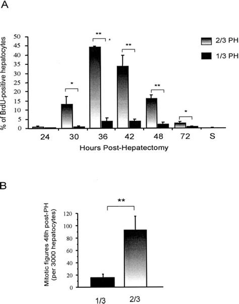 Hepatocyte Proliferation After One Third Or Two Thirds Partial