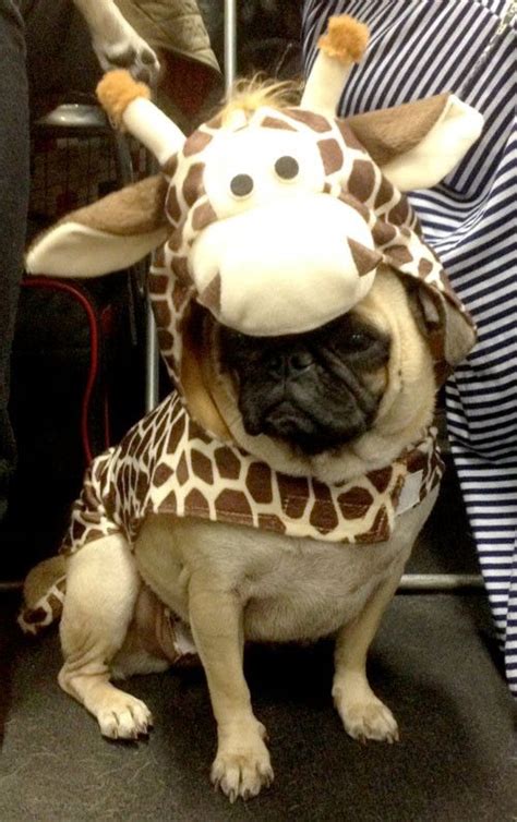 Best 200+ Cute pug clothes and costumes images on Pinterest | Pug dogs ...