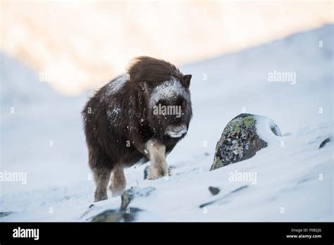 Musk Ox Baby Hi Res Stock Photography And Images Alamy