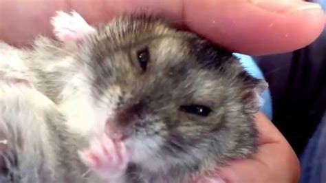 Cute Dwarf Hamster Youtube