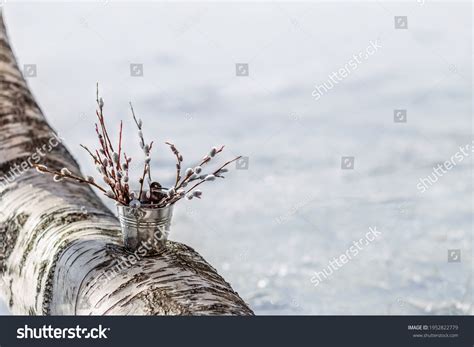 Bouquet Pussy Willows Metal Bucket Stands Stock Photo Shutterstock