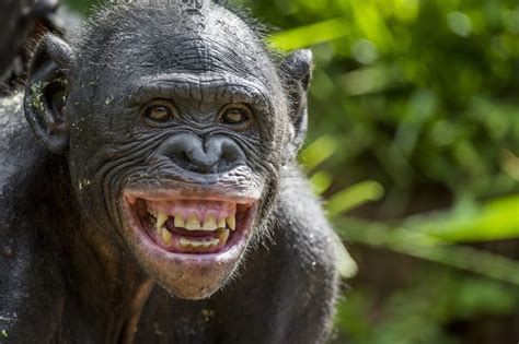 Bonobo Facts Critterfacts